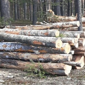 ПИ210112 ПРОДАЖА ЛЕСОМАТЕРИАЛОВ 71 КУБ. М. - ХВОЙНОЕ ЛЕСНИЧЕСТВО МИНОБОРОНЫ РФ
