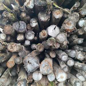 ПИ210217 ПРОДАЖА КРУГЛЫХ ЛЕСОМАТЕРИАЛОВ СМЕШЕННЫХ ПОРОД В КОЛИЧЕСТВЕ 171 КУБ. М