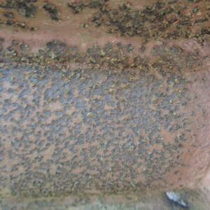 ПИ308627 Кран козловой специальный КС 50-42Б. 50тонн